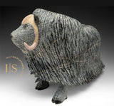 14" SIGNATURE Muskox by Lucassie Ikkidluak *Full of Heart*