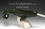 20” Narwhal by Dale Ford *Wisdom Tooth*