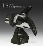 6” SIGNATURE Orca by Johnnysa Mathewsie *Top Gun*