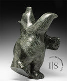 15" Dancing Bear by Noah Parr *Ballroom Blitz*