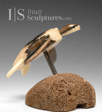 6" Sea Turtle by Harrison Miklahook Jr. *Ancient Wisdom*