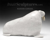 VINTAGE 13" Basking Walrus by Jimmy Kopak *Sagacious*