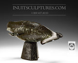 10" Beluga Whale by Louie Uttaq  Gjoa Haven *Guarding the Rear*