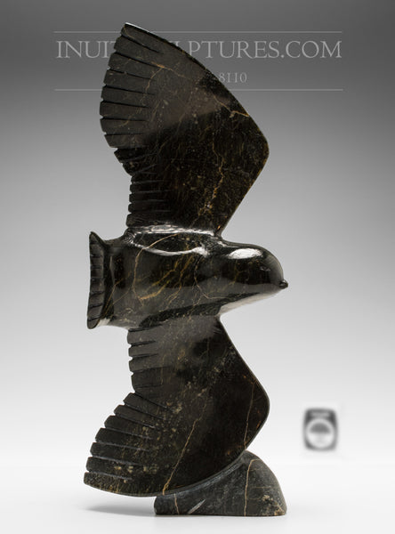 12" Falcon by Luca Mikkigak *Fly By*